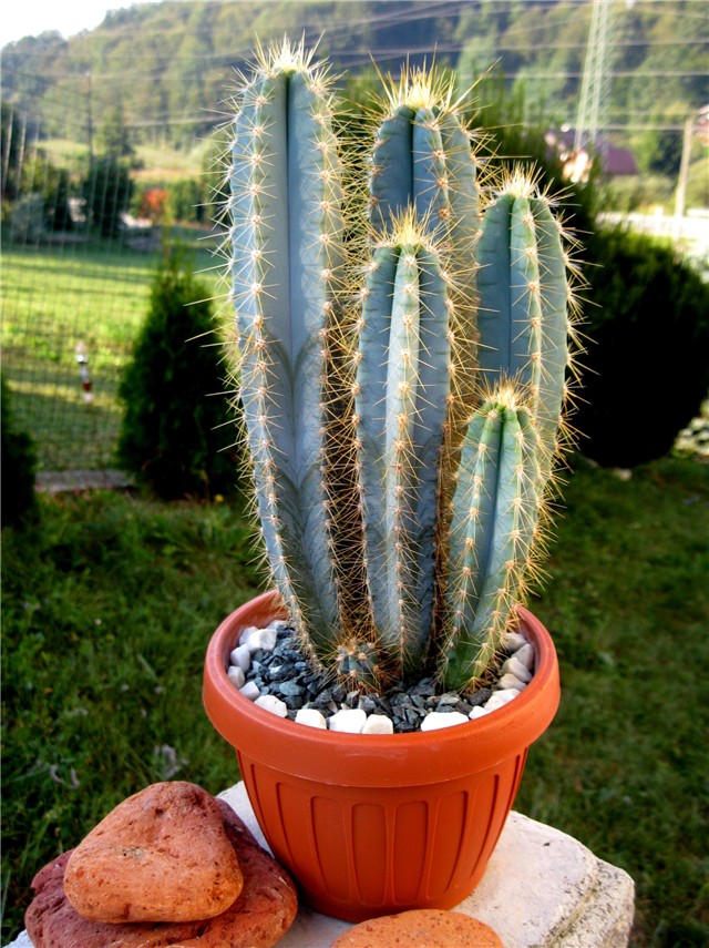 Pilosocereus pachycladus